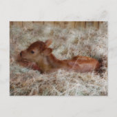 Pasgeboren kalf in het rietje, op maat briefkaart (Voorkant)