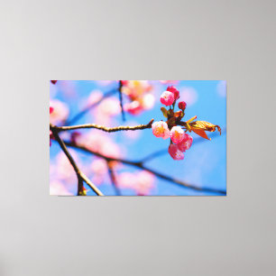 Pasgeboren Kersenbloesems En De Blauwe Lucht Van D Canvas Afdruk