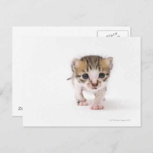 Pasgeboren kitten briefkaart (Voorkant / Achterkant)
