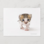 Pasgeboren kitten briefkaart (Voorkant)