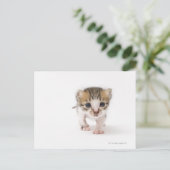 Pasgeboren kitten briefkaart (Staand voorkant)