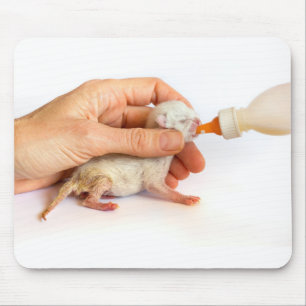 Pasgeboren kitten wordt gevoed met melkfles.JPG Muismat