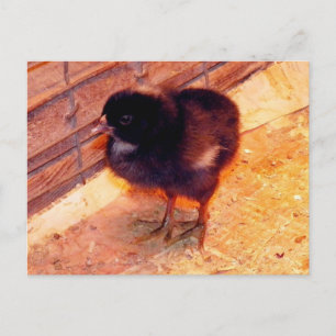 Pasgeboren kuiken (2) Postcarfd Briefkaart