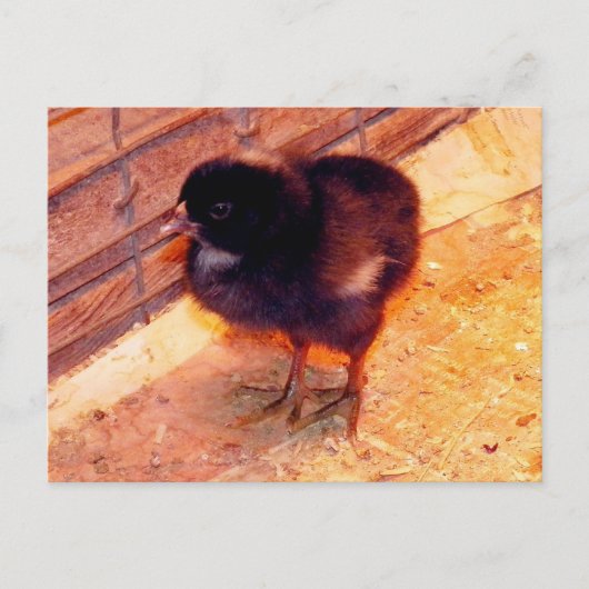 Pasgeboren kuiken (2) Postcarfd Briefkaart (Voorkant)