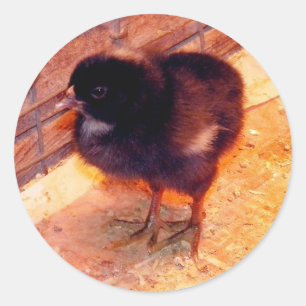 Pasgeboren kuiken (2) ronde sticker