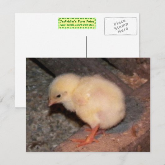 pasgeboren kuiken briefkaart (Voorkant / Achterkant)