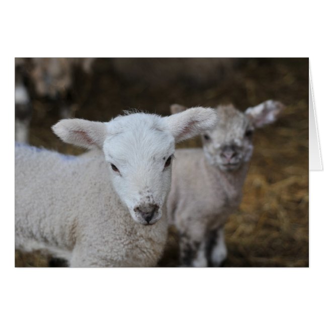 Pasgeboren lammeren (Voorkant Horizontaal)