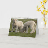 Pasgeboren Lammeren Kaart (Gele Bloem)