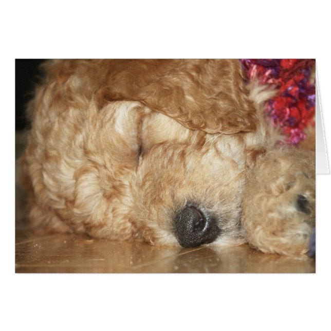 Pasgeboren reeks-02 (Voorkant Horizontaal)