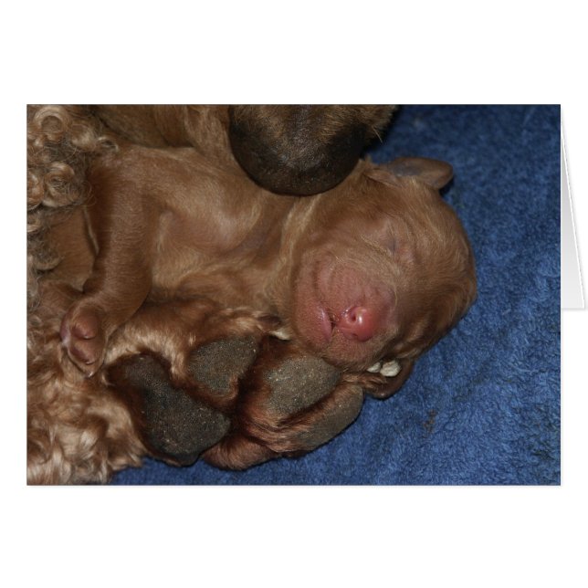 Pasgeboren reeks-05 (Voorkant Horizontaal)