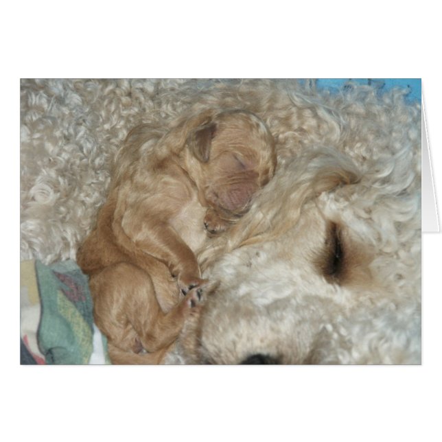 Pasgeboren reeks-06 (Voorkant Horizontaal)