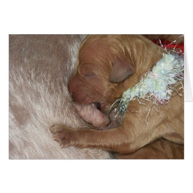 Pasgeboren serie-07 (Voorkant Horizontaal)