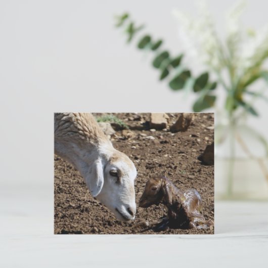 Pasgeborene Briefkaart (Staand voorkant)