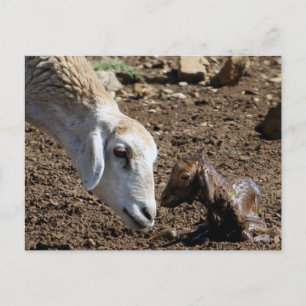 Pasgeborene Briefkaart