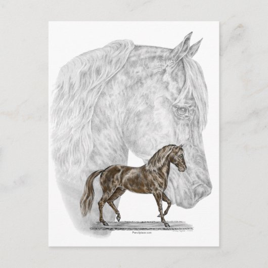Paso Fino Horse Art Briefkaart (Voorkant)