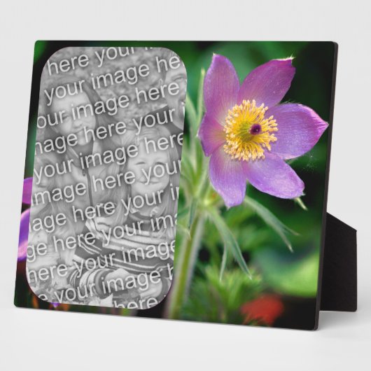 Pasque Flower Creëer Uw eigen foto Fotoplaat (Zijkant)
