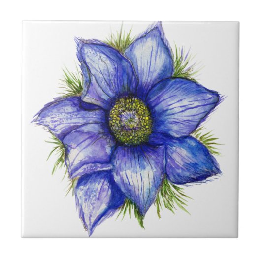 Pasque Flower in Blue Tegeltje (Voorkant)