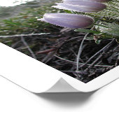 Pasque Flower Poster (Hoek)