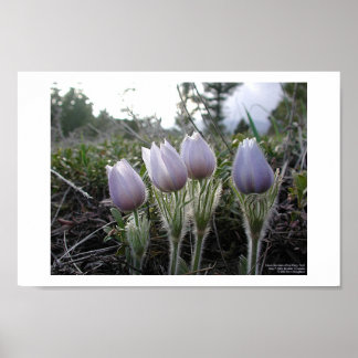 Pasque Flower Poster