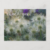 Pasque Flower Seed Head, Briefkaart (Voorkant)