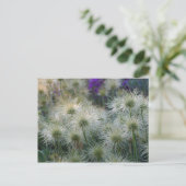 Pasque Vloerzaadkoppen Briefkaart (Staand voorkant)