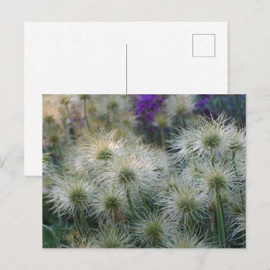 Pasque Vloerzaadkoppen Briefkaart (Voorkant / Achterkant)