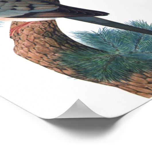 Passagiersduif - Ectopistes migratorius P/folio Poster (Hoek)