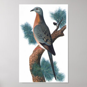 Passagiersduif - Ectopistes migratorius P/folio Poster