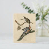 Passagiersduif uit de Amerikaanse vogelfamilie Aud Briefkaart (Staand voorkant)