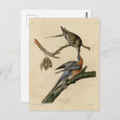 Passagiersduif uit de Amerikaanse vogelfamilie Aud Briefkaart (Voorkant / Achterkant)