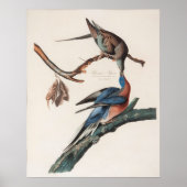 Passenger Pigeon (1838) John J. Audubon Poster (Voorkant)