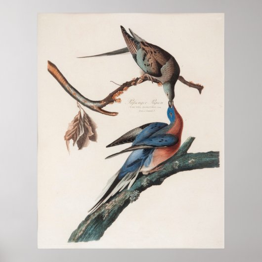 Passenger Pigeon (1838) John J. Audubon Poster (Voorkant)