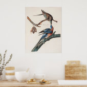 Passenger Pigeon (1838) John J. Audubon Poster (Keuken)
