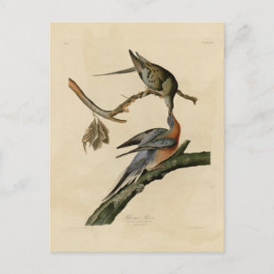 Passenger Pigeon Briefkaart