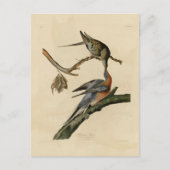 Passenger Pigeon Briefkaart (Voorkant)