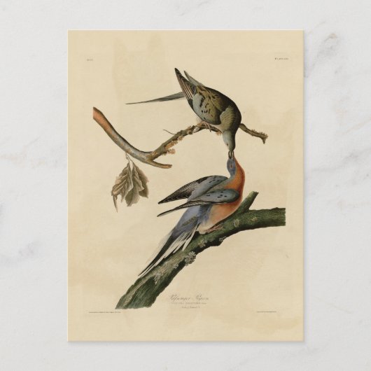 Passenger Pigeon Briefkaart (Voorkant)