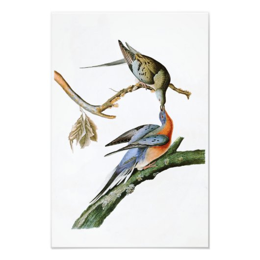 Passenger Pigeon John Audubon Birds of America Foto Afdruk (Voorkant)