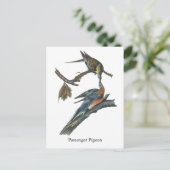 Passenger Pigeon, John Audubon Briefkaart (Staand voorkant)