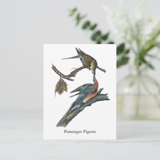 Passenger Pigeon, John Audubon Briefkaart (Staand voorkant)