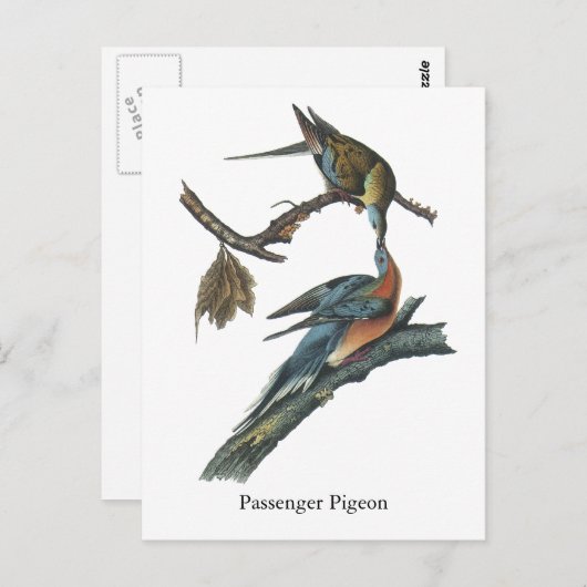 Passenger Pigeon, John Audubon Briefkaart (Voorkant / Achterkant)