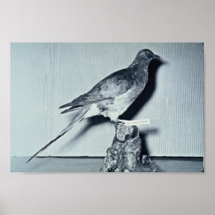 Passenger Pigeon Poster
