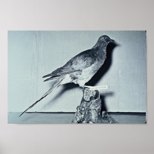 Passenger Pigeon Poster (Voorkant)