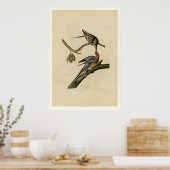 Passenger Pigeon Poster (Keuken)