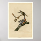 Passenger Pigeon Poster (Voorkant)