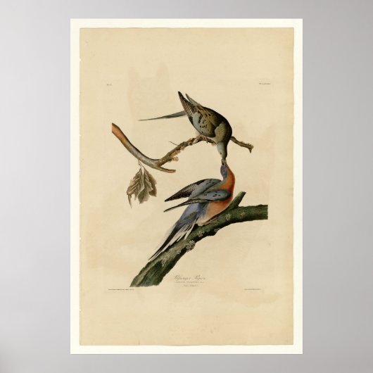 Passenger Pigeon Poster (Voorkant)