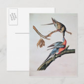 Passenger Pigeon uit 'Birds of America' Briefkaart (Voorkant / Achterkant)