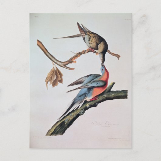 Passenger Pigeon uit 'Birds of America' Briefkaart (Voorkant)