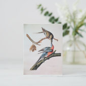 Passenger Pigeon uit 'Birds of America' Briefkaart (Staand voorkant)
