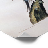 Passenger Pigeon uit 'Birds of America' Poster (Hoek)