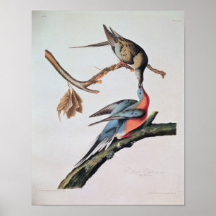 Passenger Pigeon uit 'Birds of America' Poster